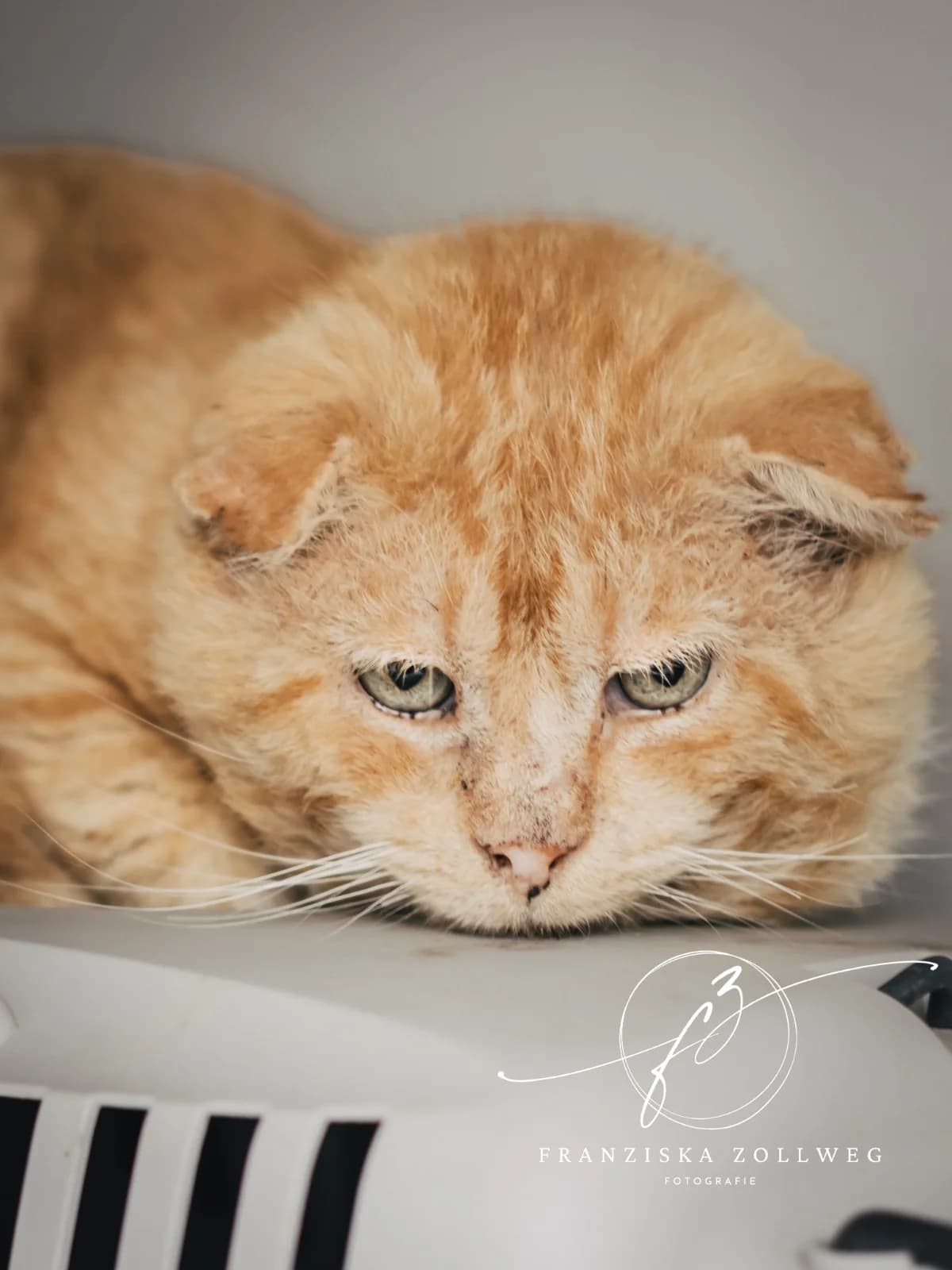 Scotty, male senior European Shorthair for adoption at Tierschutz Eutin und Umgebung e.V., Eutin