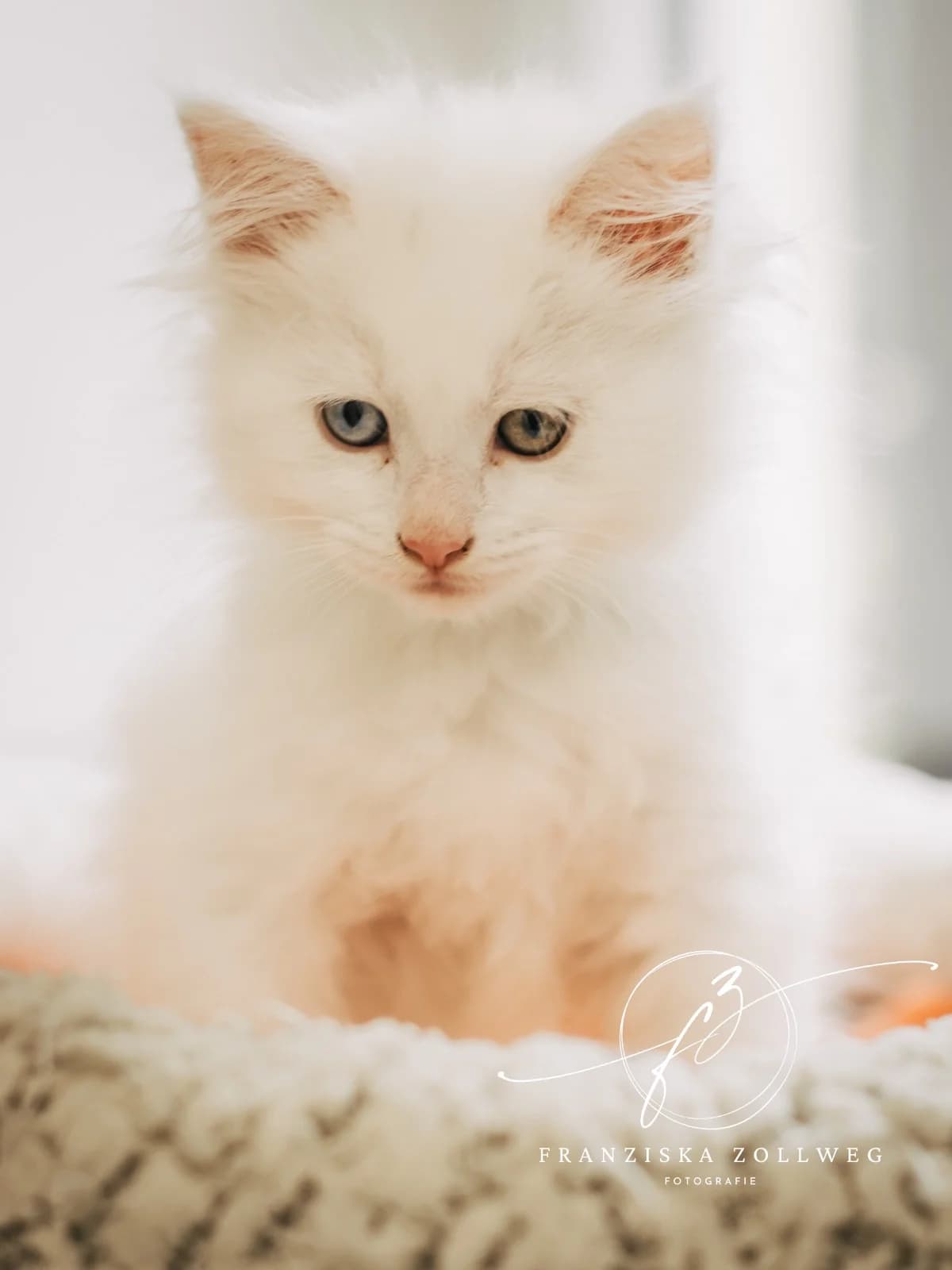 Rapunzel, puppy Maine Coon for adoption at Tierschutz Eutin und Umgebung e.V., Eutin