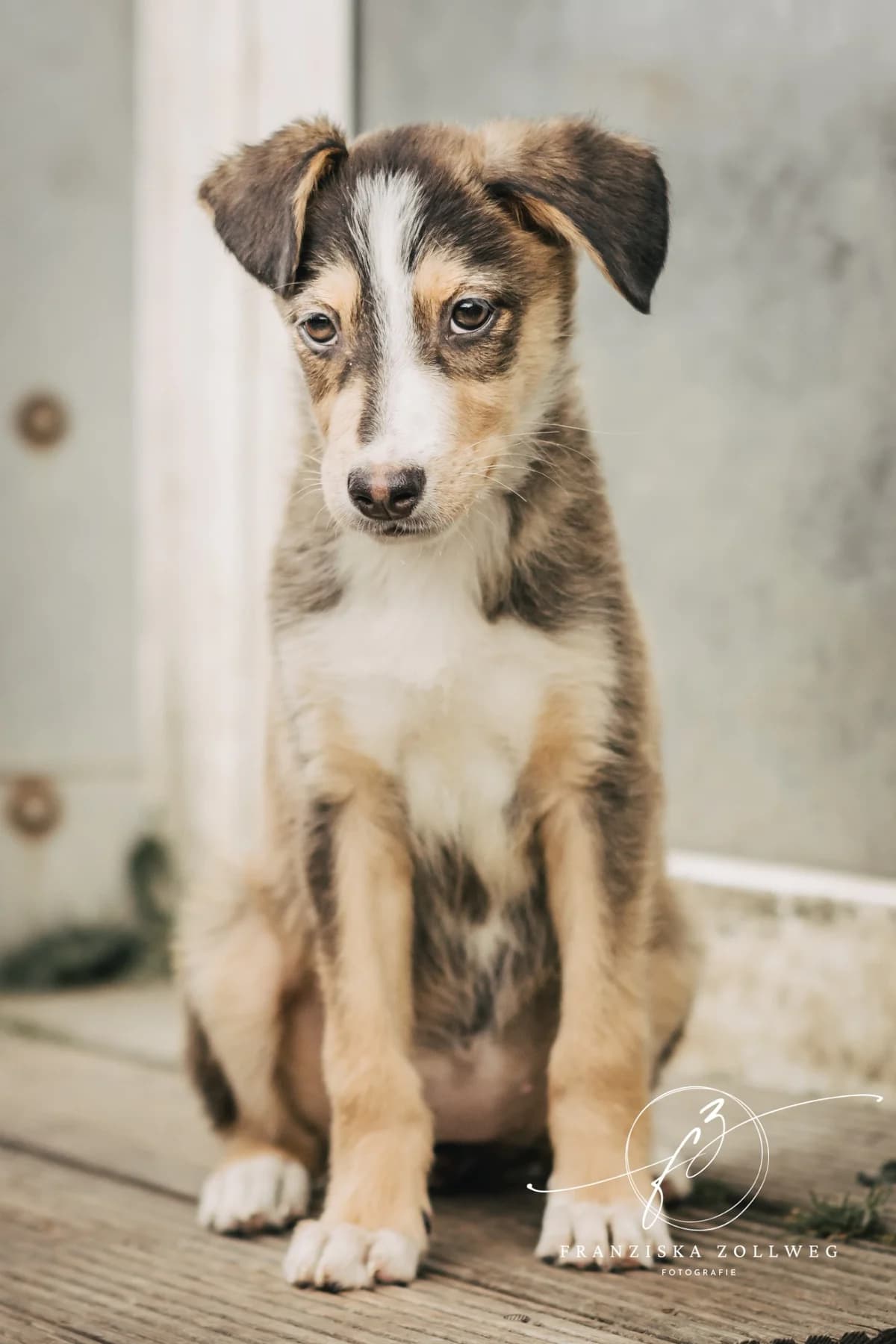 Fine, female puppy Mixed Breed for adoption at Tierschutz Eutin und Umgebung e.V., Eutin