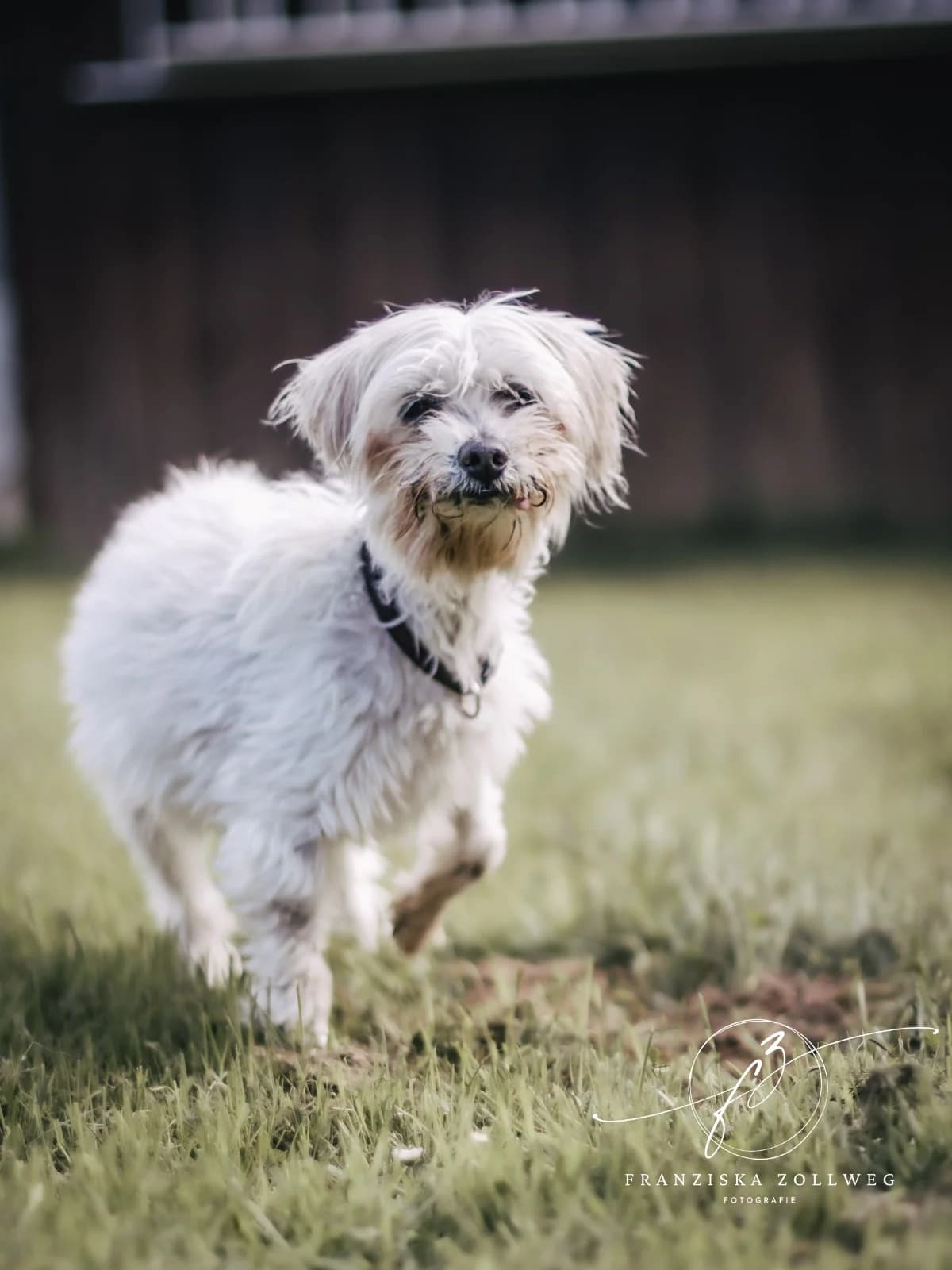 Mable, weiß female senior Maltese for adoption at Tierschutz Eutin und Umgebung e.V., Eutin