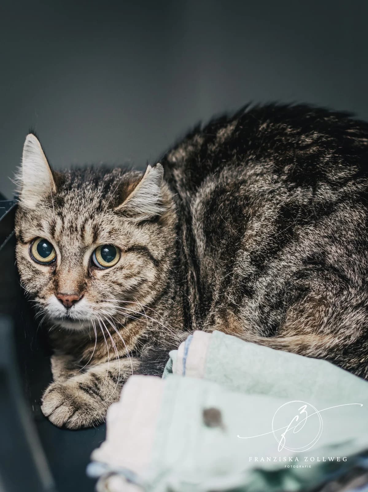 Stromer, male senior European Shorthair for adoption at Tierschutz Eutin und Umgebung e.V., Eutin