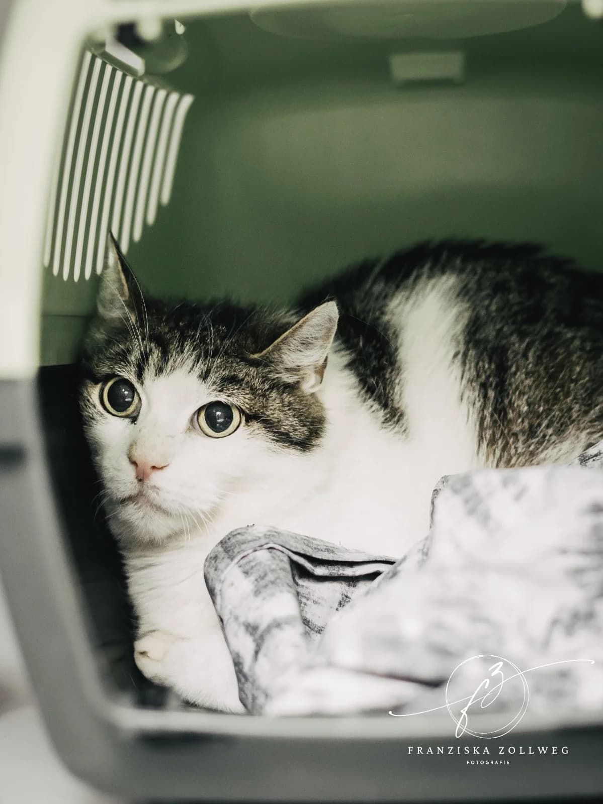 Lisa, senior European Shorthair for adoption at Tierschutz Eutin und Umgebung e.V., Eutin