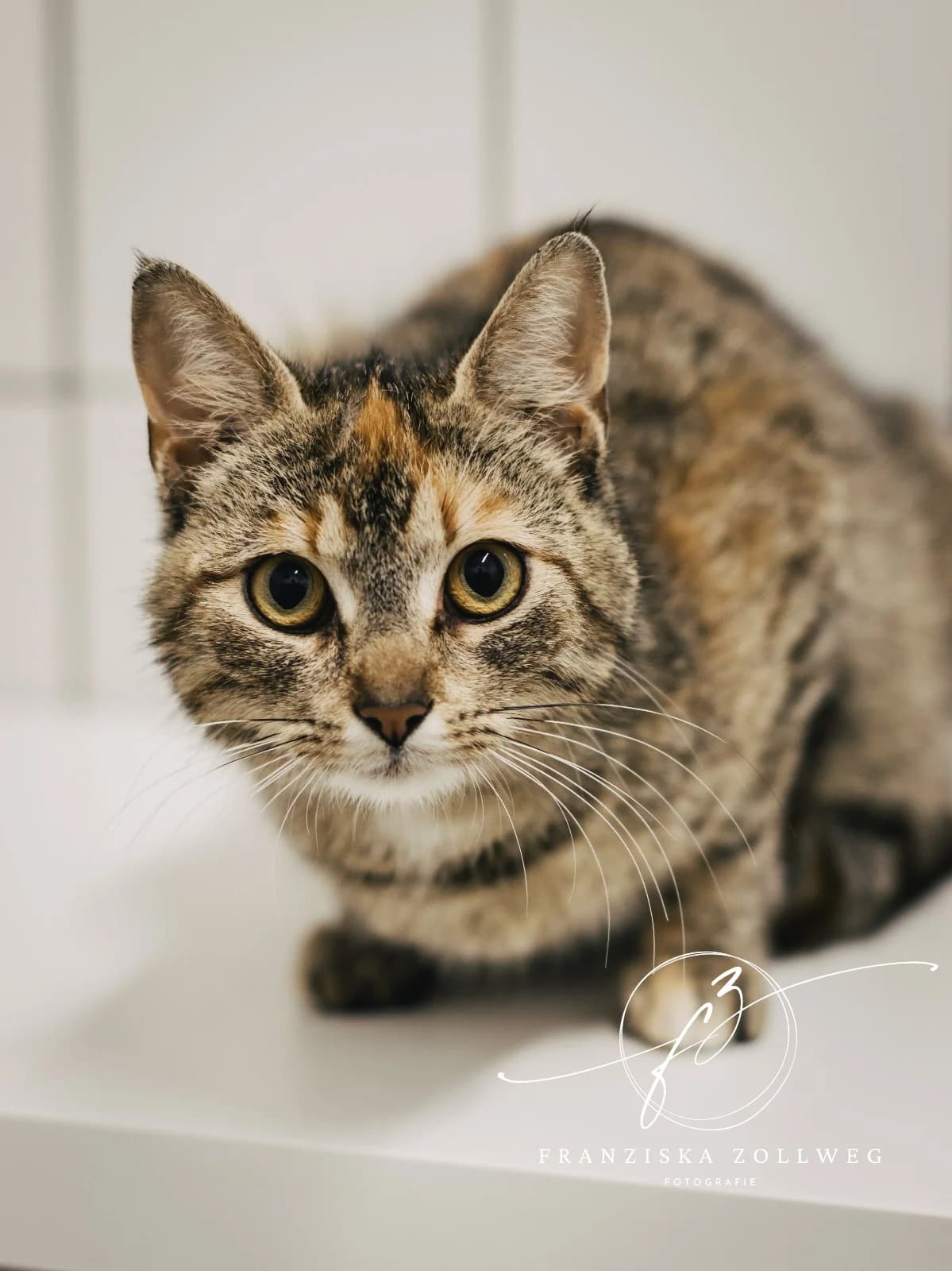 Samantha, puppy European Shorthair for adoption at Tierschutz Eutin und Umgebung e.V., Eutin