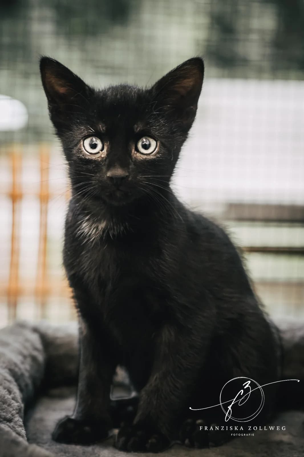 Bowie, male puppy European Shorthair for adoption at Tierschutz Eutin und Umgebung e.V., Eutin