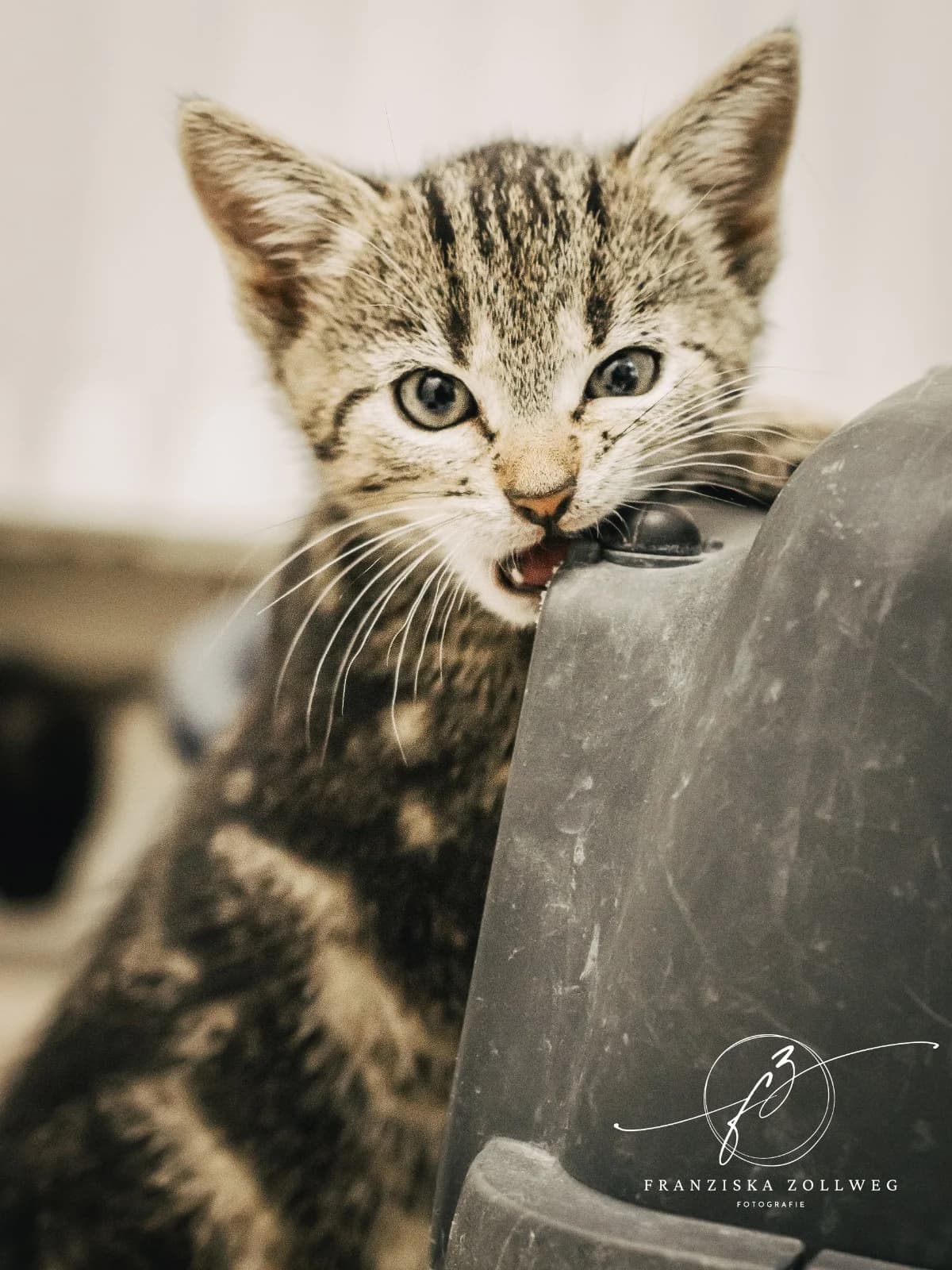 Bria, puppy European Shorthair for adoption at Tierschutz Eutin und Umgebung e.V., Eutin