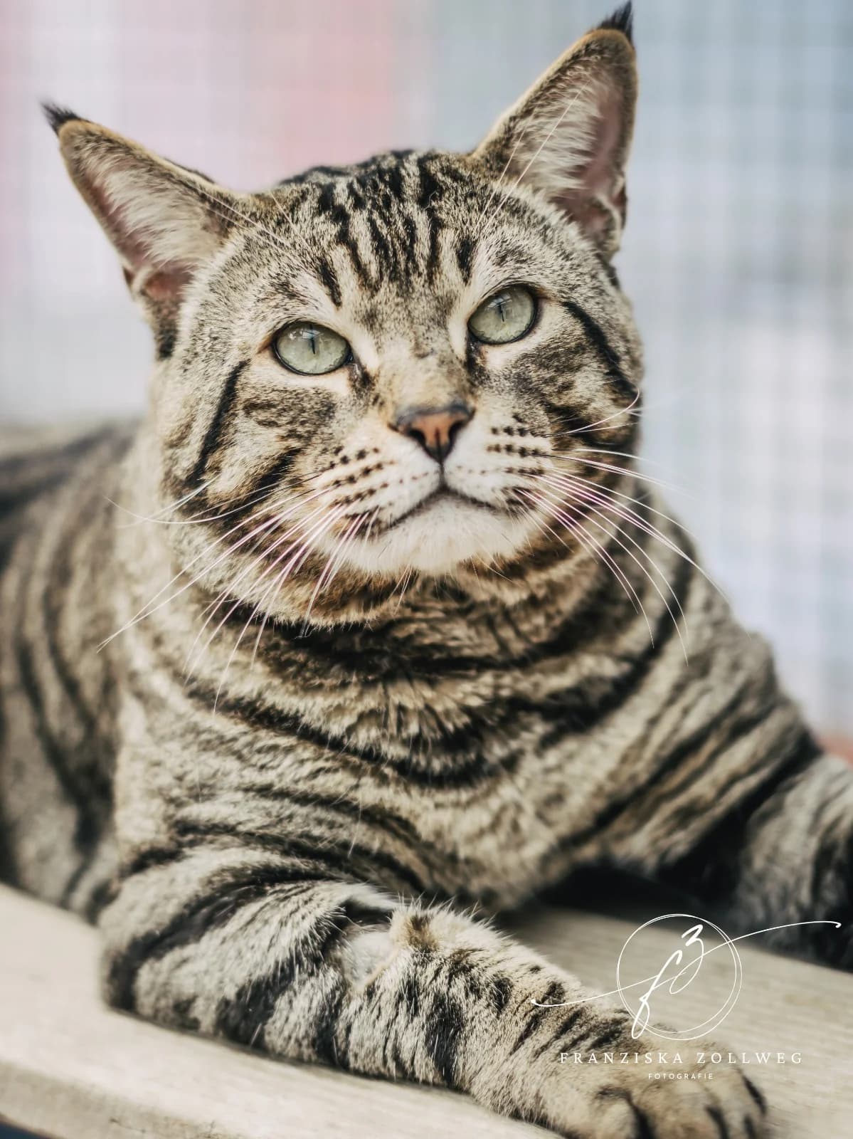 Fontanus, male 3yo Bengal for adoption at Tierschutz Eutin und Umgebung e.V., Eutin