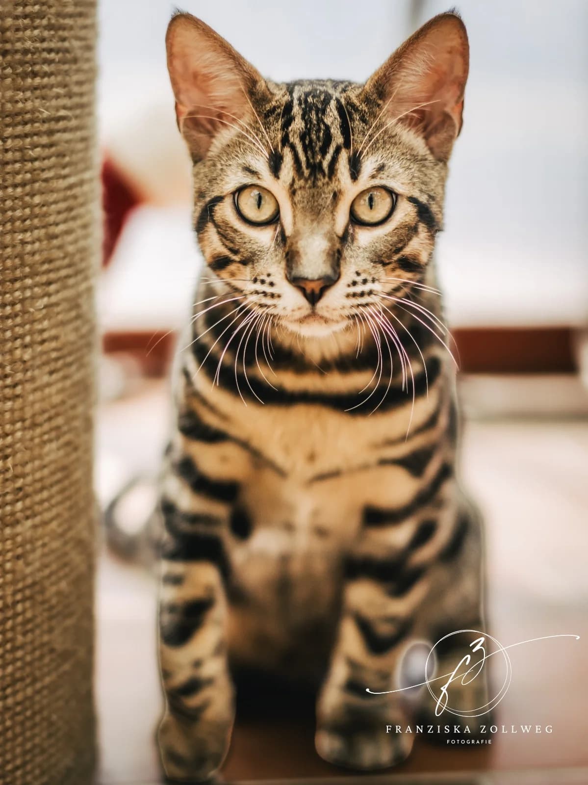Mogli, male puppy Bengal for adoption at Tierschutz Eutin und Umgebung e.V., Eutin