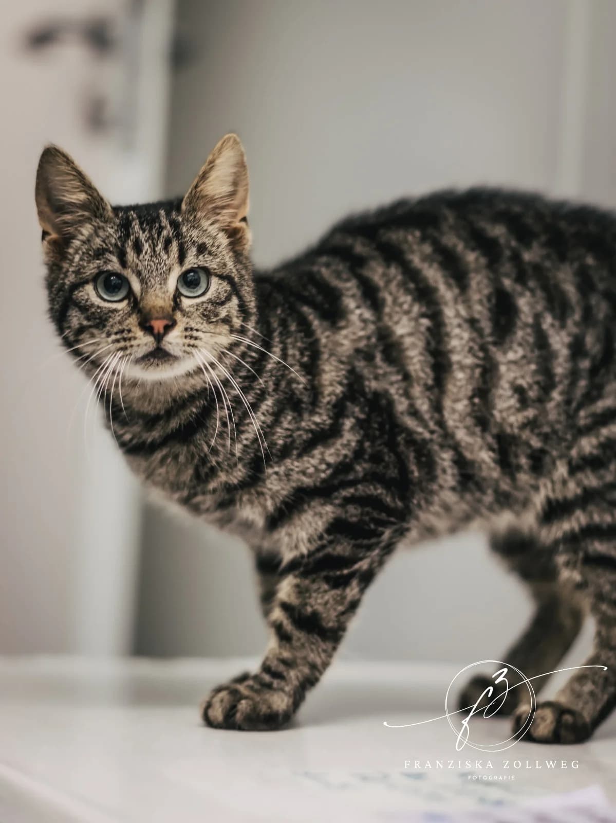 Marten, male young European Shorthair for adoption at Tierschutz Eutin und Umgebung e.V., Eutin