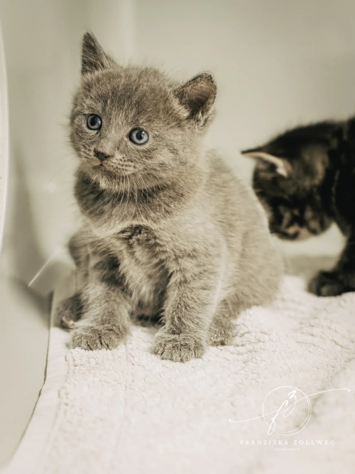 Yasha, male puppy European Shorthair for adoption at Tierschutz Eutin und Umgebung e.V., Eutin