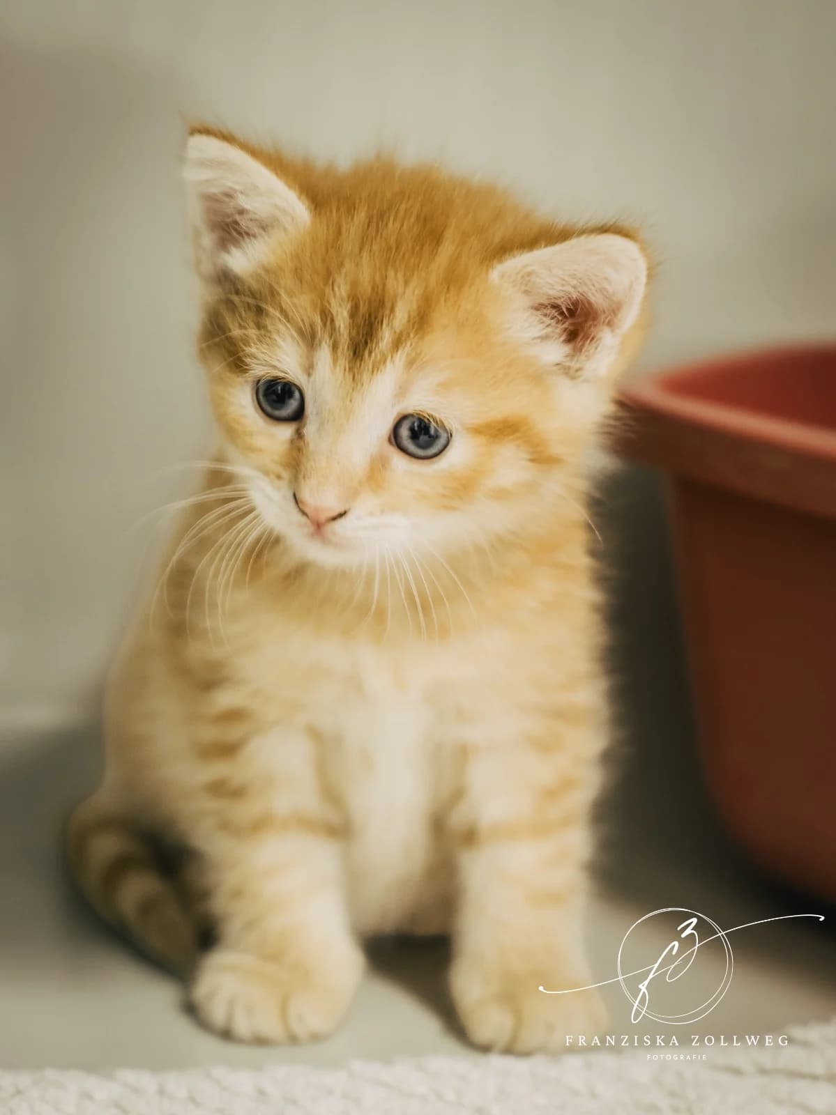 Rajana, male puppy European Shorthair for adoption at Tierschutz Eutin und Umgebung e.V., Eutin
