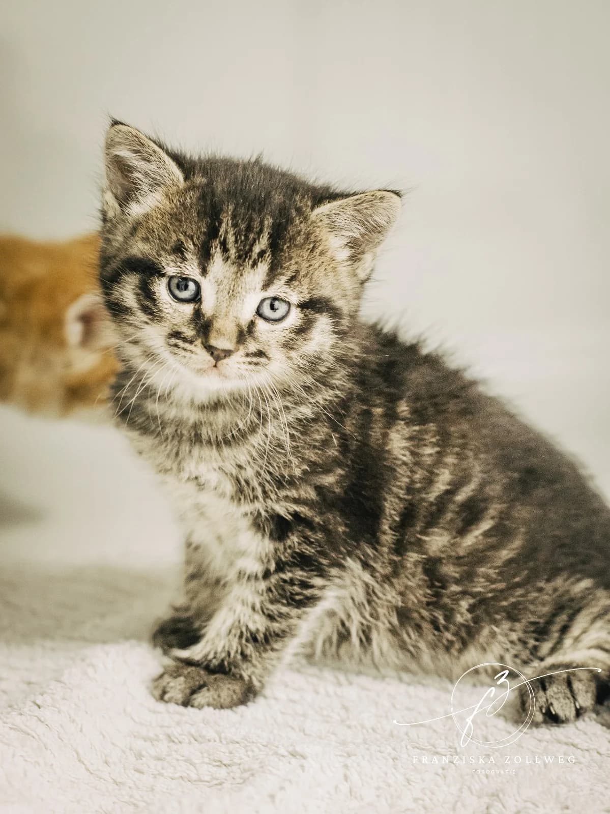 Tarik, male puppy European Shorthair for adoption at Tierschutz Eutin und Umgebung e.V., Eutin