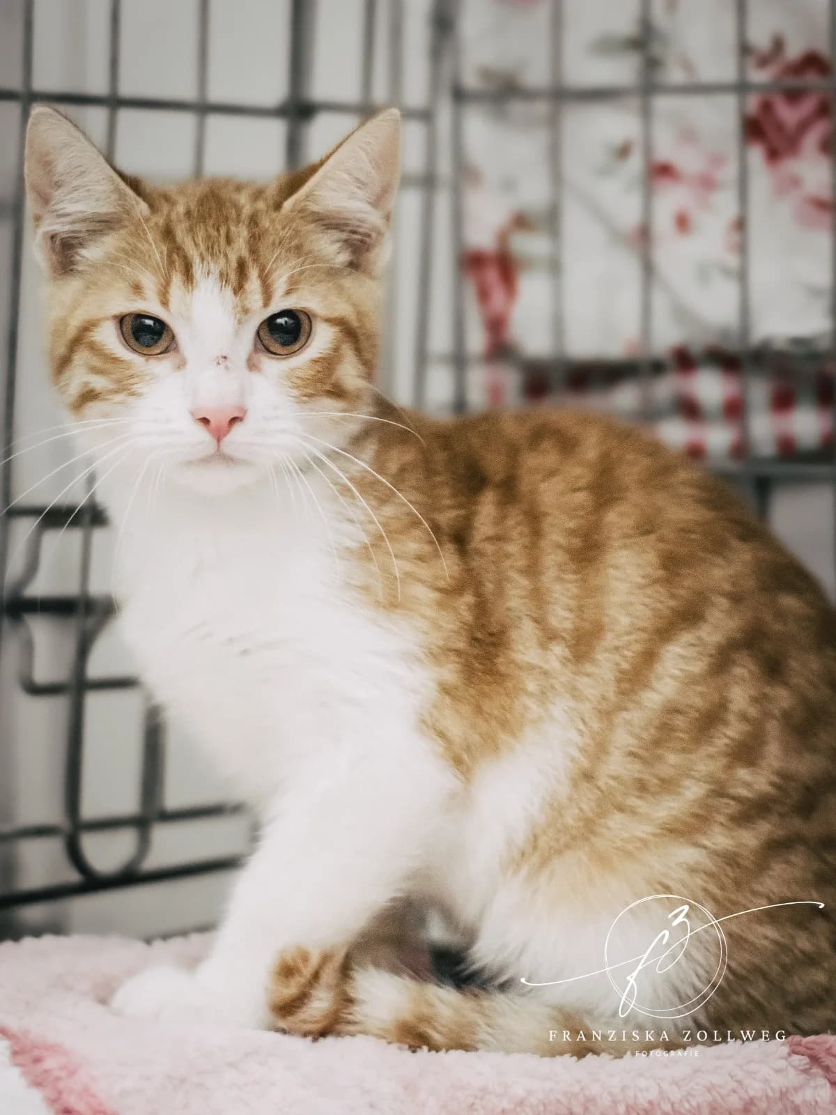 Whisky, weiΓ male puppy European Shorthair for adoption at Tierschutz Eutin und Umgebung e.V., Eutin