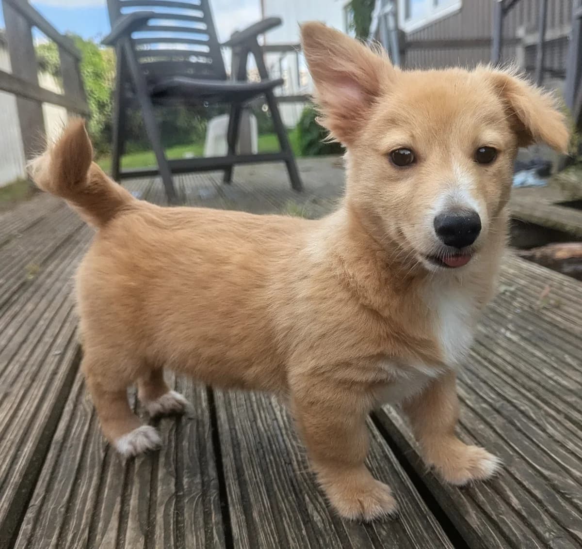 Barney, male puppy mixed breed for adoption at Tierschutz Eutin und Umgebung e.V., Eutin