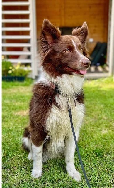 Paula, female 6yo Border Collie for adoption at Tierschutz Eutin und Umgebung e.V., Eutin