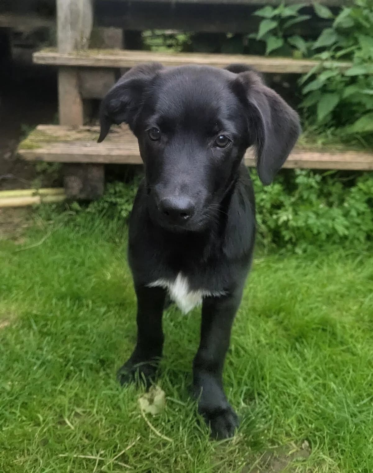 Coco, male puppy mixed breed for adoption at Tierschutz Eutin und Umgebung e.V., Eutin