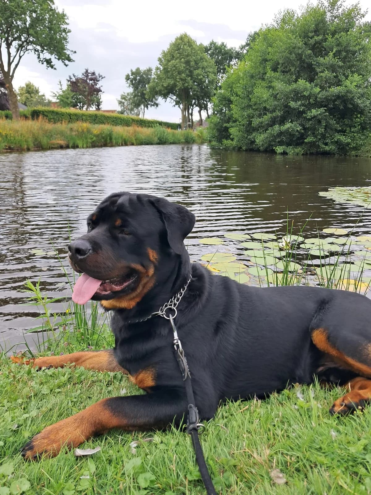 Leo, male puppy Rottweiler for adoption at Tierschutz Eutin und Umgebung e.V., Eutin