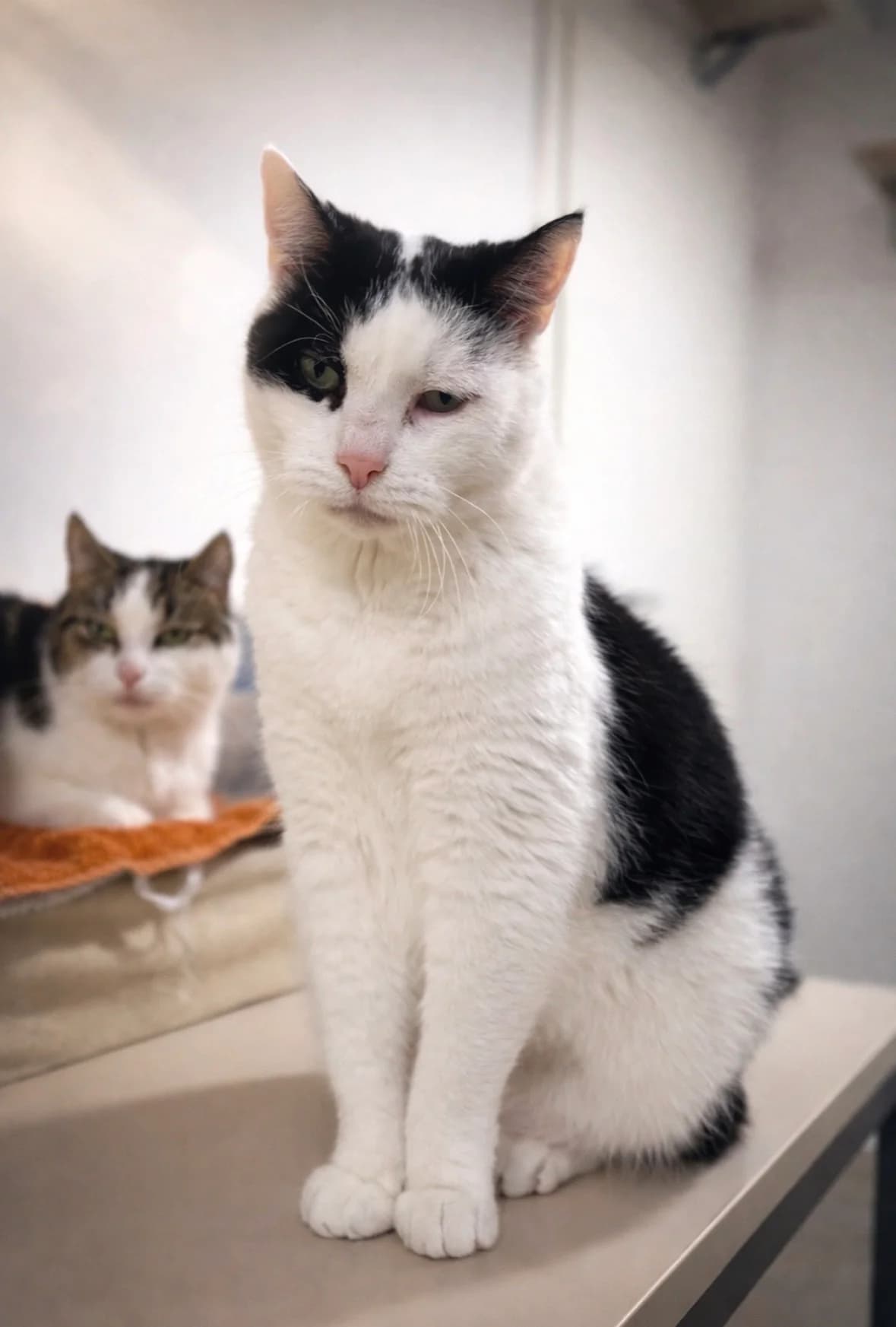 💖 Moritz – Sanfter Riese auf der Suche nach einem liebevollen Zuhause. 💖, male senior Mixed Breed for adoption at Tierschutz Frankfurt-Fechenheim