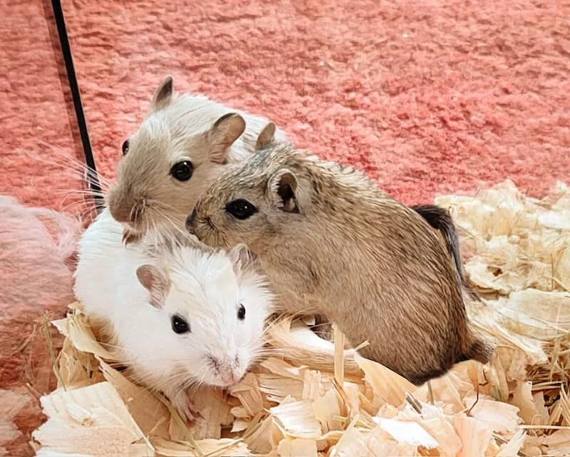 Drei Wüstenrennmäuse suchen ein neues Zuhause, Mixed Breed for adoption at Tierschutzverein Fürstenfeldbruck und Umgebung e.V.