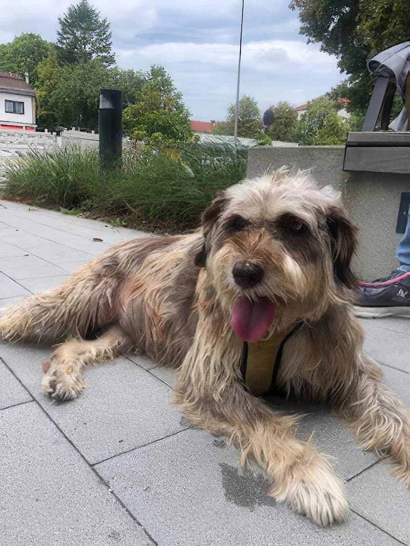 Hündin Parisa 5 Jahre alt sucht ein neues liebevolles Zuhause, Mixed Breed for adoption at Tierschutzverein Fürstenfeldbruck und Umgebung e.V.