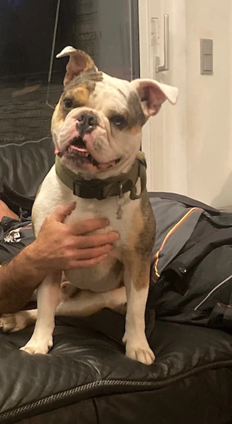 Ragnar Bulldogge männlich ( geb. 12.2021 ), Mixed Breed for adoption at Tierschutzverein Fürstenfeldbruck und Umgebung e.V.