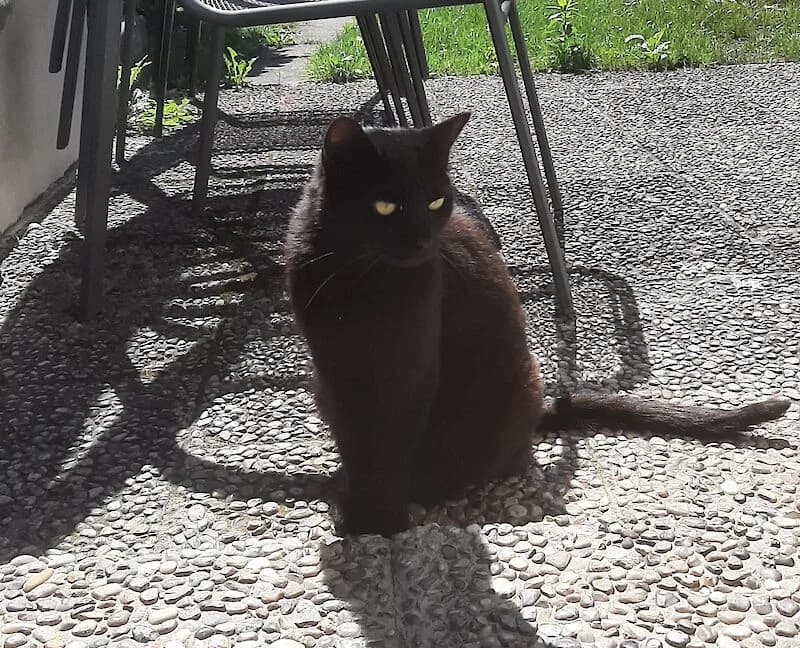 Katze Stella (9 Jahre alt), Mixed Breed for adoption at Tierschutzverein Fürstenfeldbruck und Umgebung e.V.