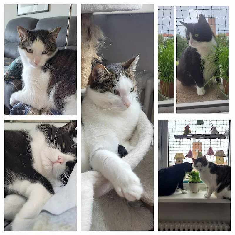 Katzenpärchen Felix und Mia 11 Jahre alt, suchen dringend ein schönes Zuhause, Mixed Breed for adoption at Tierschutzverein Fürstenfeldbruck und Umgebung e.V.