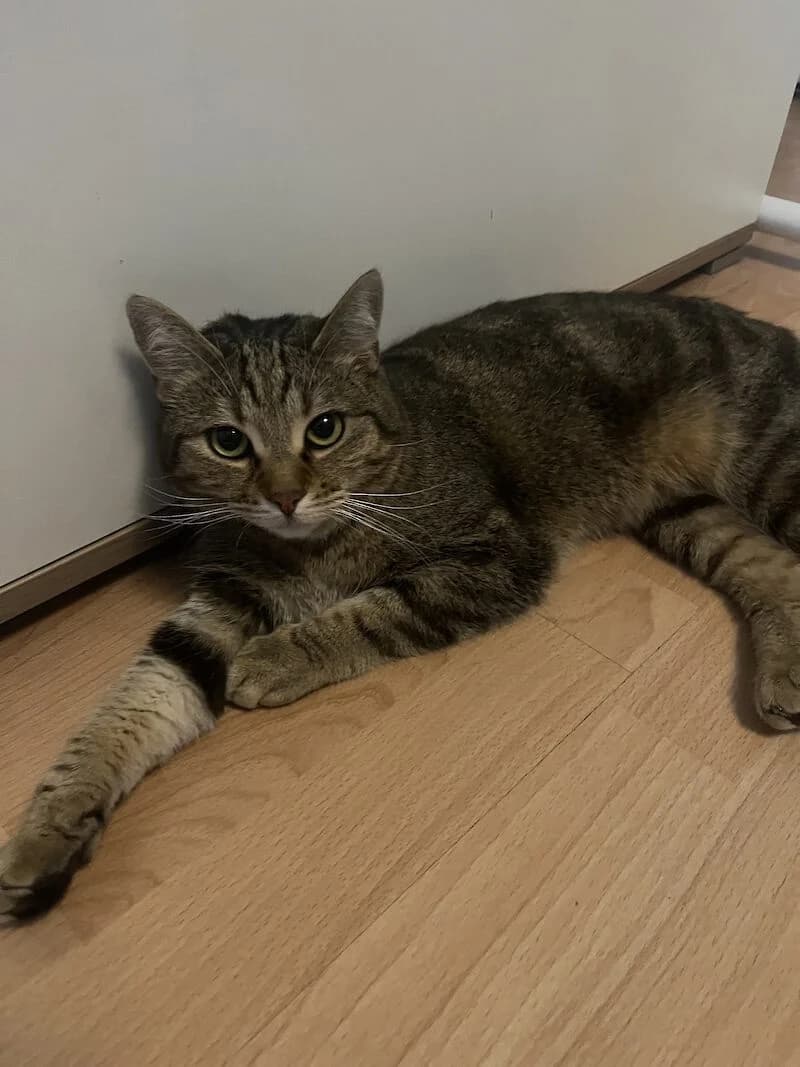 Katze Kuni Main Coon Mix, 4 Jahre alt sucht ein liebevolles Zuhause, Mixed Breed for adoption at Tierschutzverein Fürstenfeldbruck und Umgebung e.V.