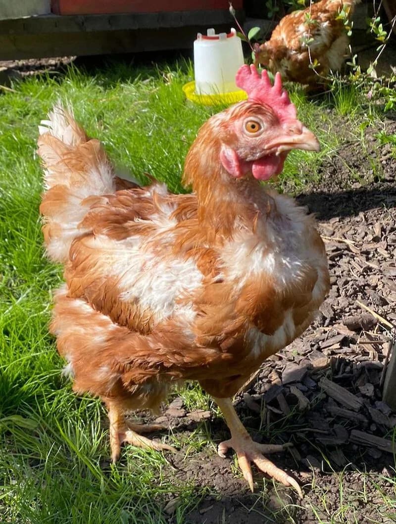 Lebensretter gesucht – 750 Hennen haben die Chance auf ein zweites Leben, Mixed Breed for adoption at Tierschutzverein Fürstenfeldbruck und Umgebung e.V.