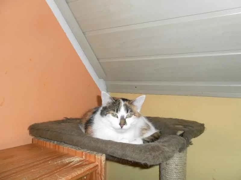 Peggy, Mixed Breed for adoption at Tierschutzverein Fürstenfeldbruck und Umgebung e.V.