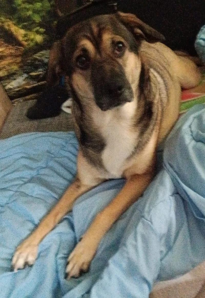 Schäferhund Mischling Maxi ( 2 Jahre alt ), Mixed Breed for adoption at Tierschutzverein Fürstenfeldbruck und Umgebung e.V.