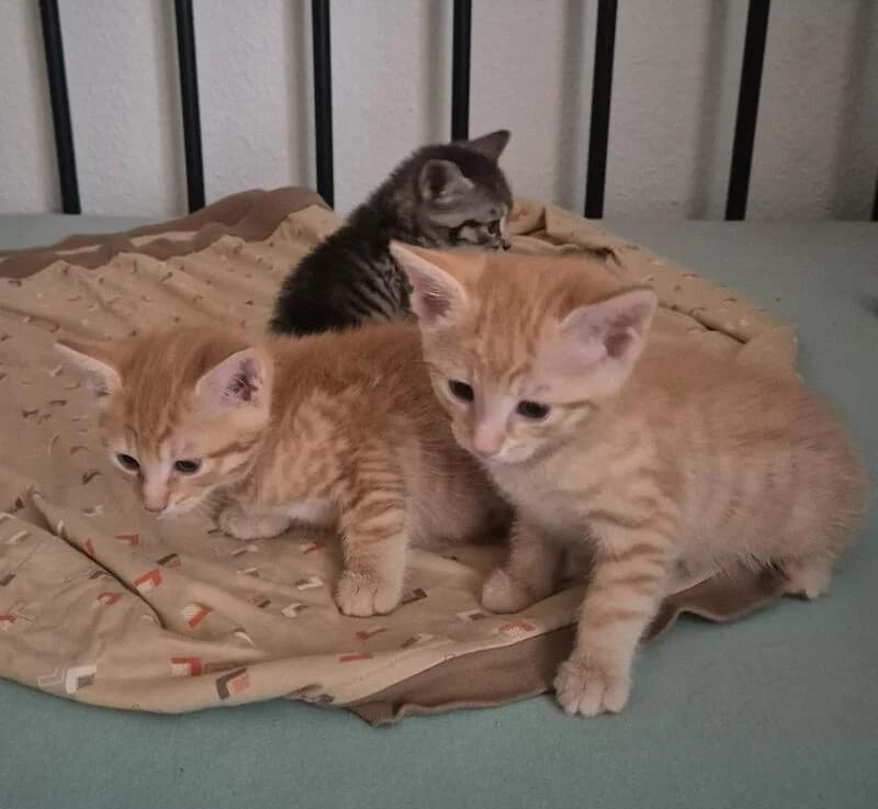 Smokie, Max und Moritz (2 Monate alt) suchen ein Zuhause, Mixed Breed for adoption at Tierschutzverein Fürstenfeldbruck und Umgebung e.V.