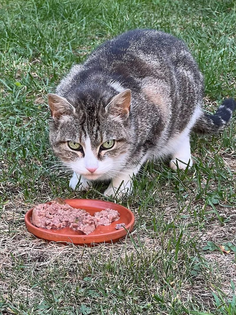 Katze Mia 10 Jahre alt sucht dringend ein schönes Zuhause, Mixed Breed for adoption at Tierschutzverein Fürstenfeldbruck und Umgebung e.V.