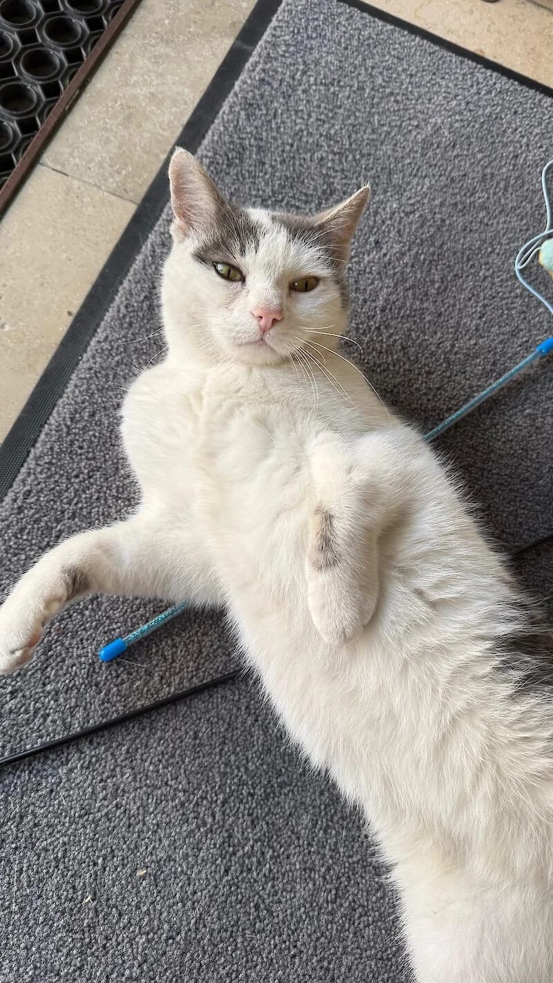 Kater Pünktchen (12 Jahre alt), Mixed Breed for adoption at Tierschutzverein Fürstenfeldbruck und Umgebung e.V.