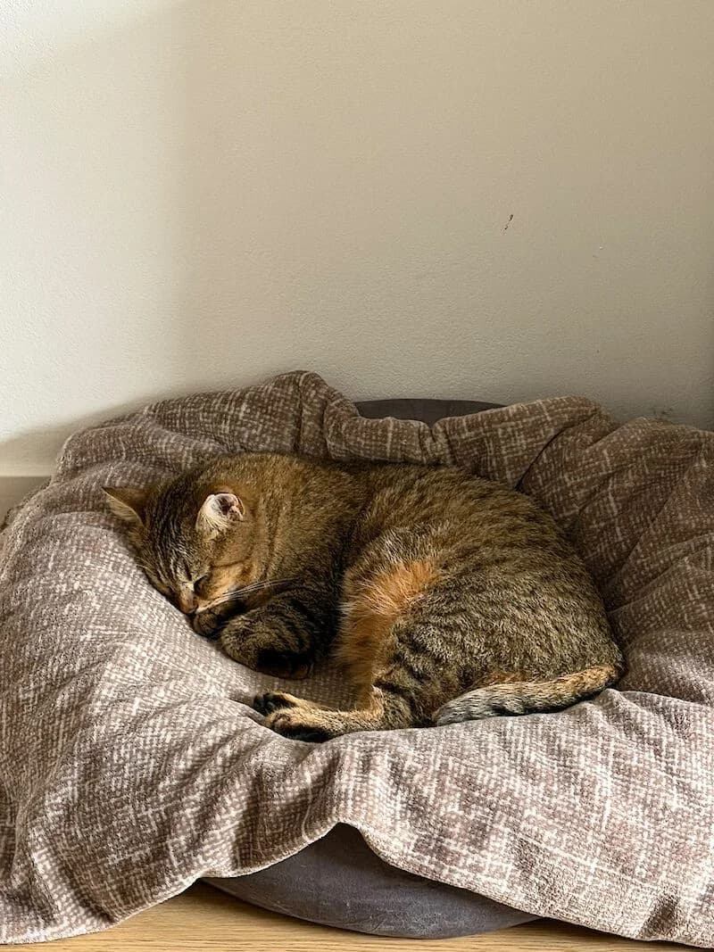 Katze Mascha. 2 ½ Jahre sucht ein liebevolles Zuhause, Mixed Breed for adoption at Tierschutzverein Fürstenfeldbruck und Umgebung e.V.