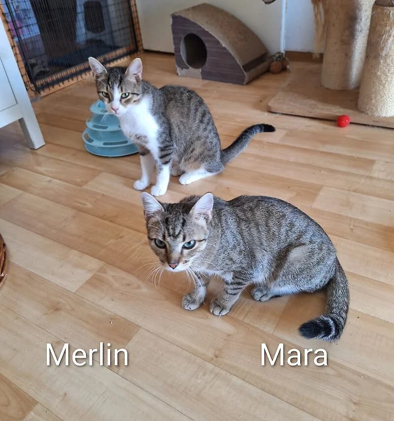 Katzen Mara und Merlin ( geb. 10 / 2025 ) suchen ein liebevolles Zuhause, Mixed Breed for adoption at Tierschutzverein Fürstenfeldbruck und Umgebung e.V.