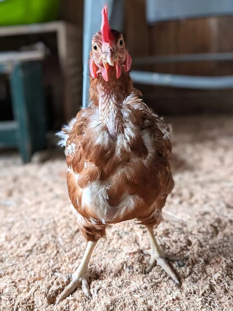 Sprungbrett ins Leben gesucht, Mixed Breed for adoption at Tierschutzverein Fürstenfeldbruck und Umgebung e.V.