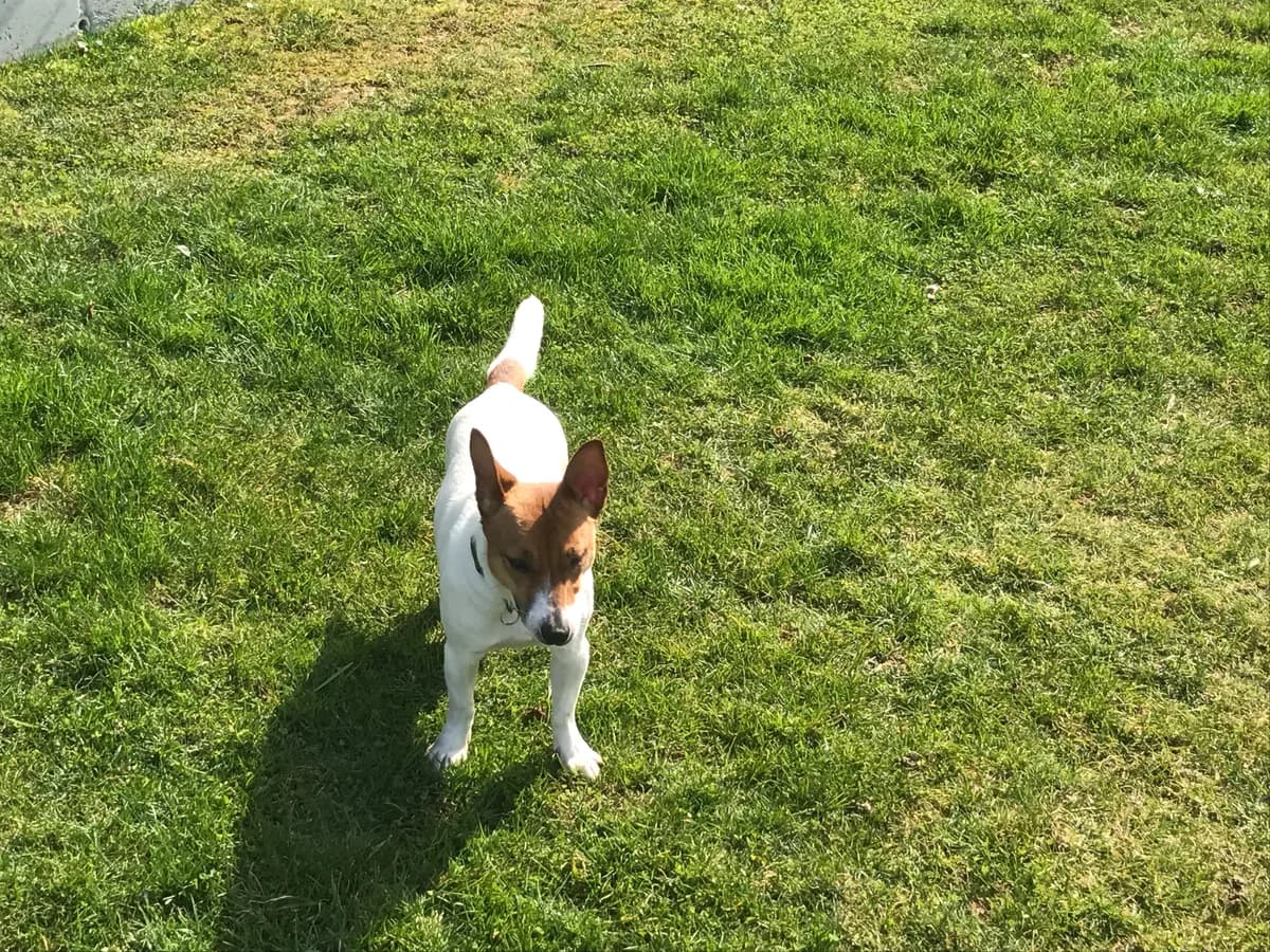 Jack Russel Terrier Dorie, male young Mixed Breed for adoption at Tierschutzverein Fliedetal e.V.