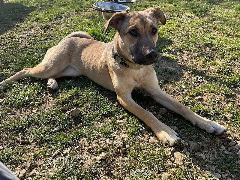 Dorle, female young German Shepherd for adoption at Tierschutzverein Geislingen/Steige e.V.