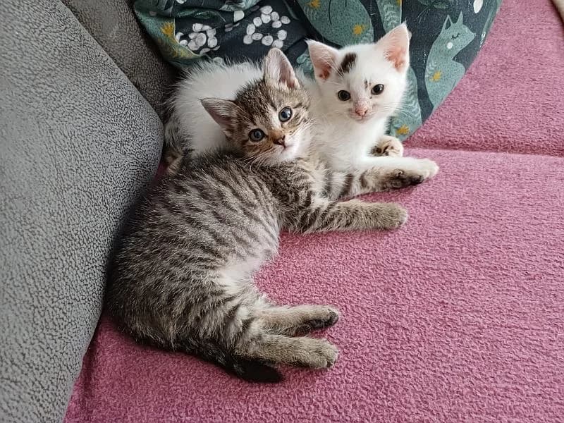 Fussel und Falco, male European Shorthair for adoption at Tierschutzverein Geislingen/Steige e.V.