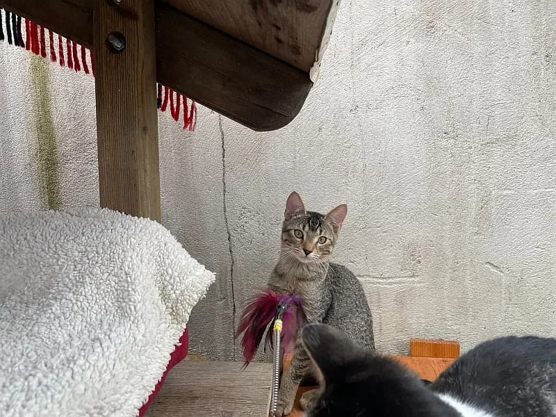 Gibson, male European Shorthair for adoption at Tierschutzverein Geislingen/Steige e.V.