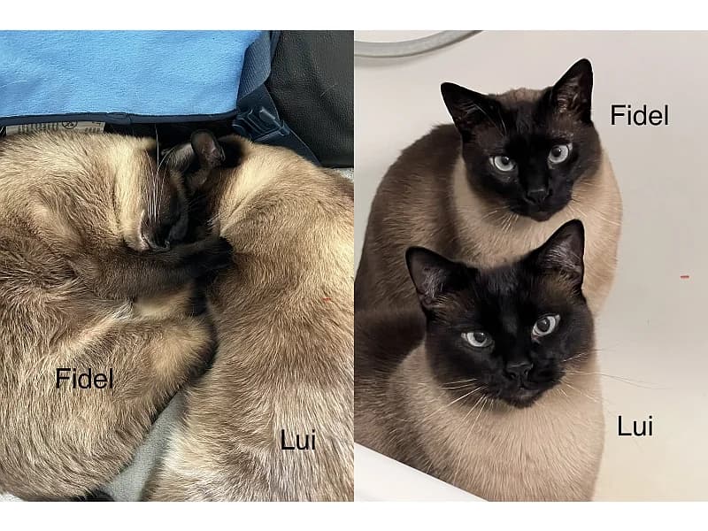 Lui und Fidel, male European Shorthair for adoption at Tierschutzverein Geislingen/Steige e.V.