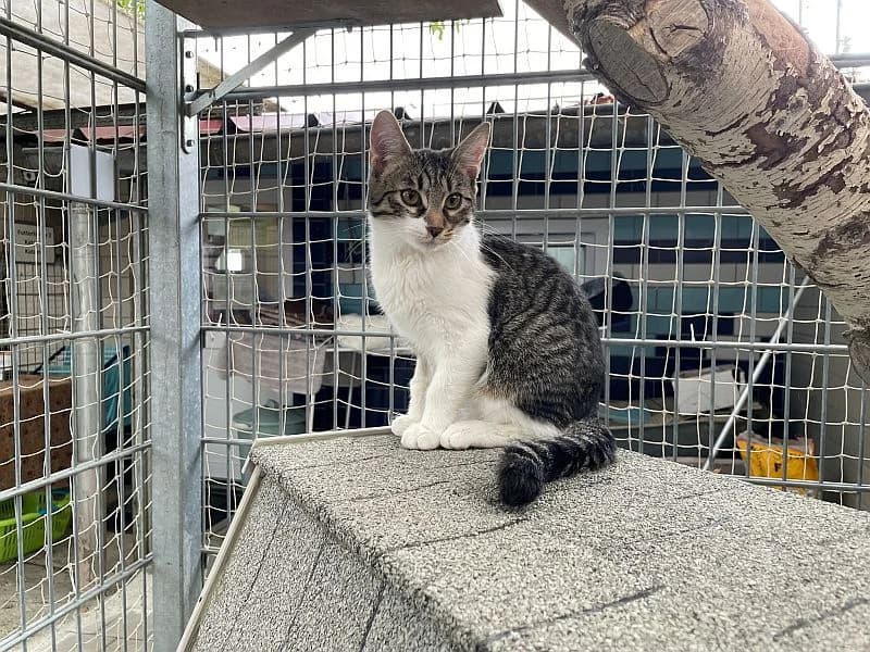 Nanni, female European Shorthair for adoption at Tierschutzverein Geislingen/Steige e.V.