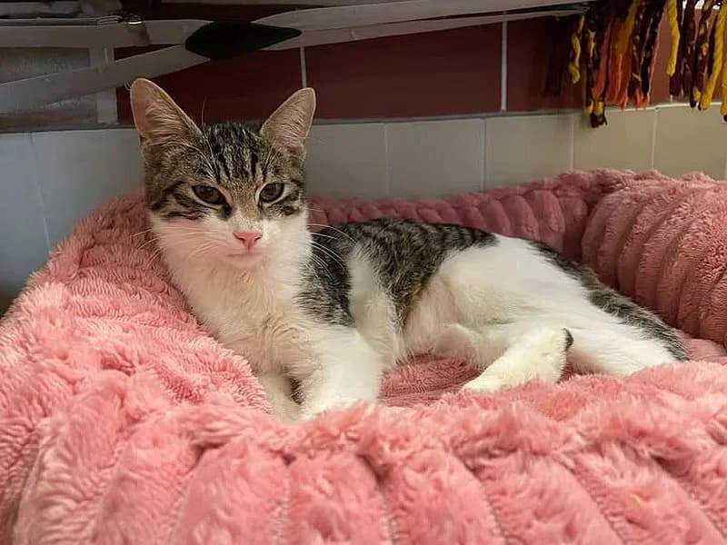 Nestor, male European Shorthair for adoption at Tierschutzverein Geislingen/Steige e.V.