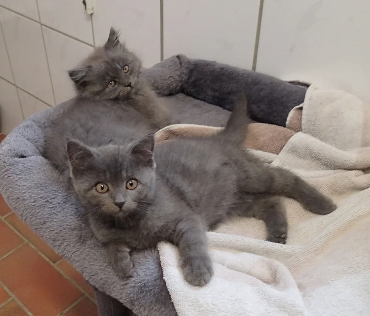 Athena, Helena, Eurykleia & Penelope, female puppy British Shorthair for adoption at Tierschutzzentrum Ribbesbüttel