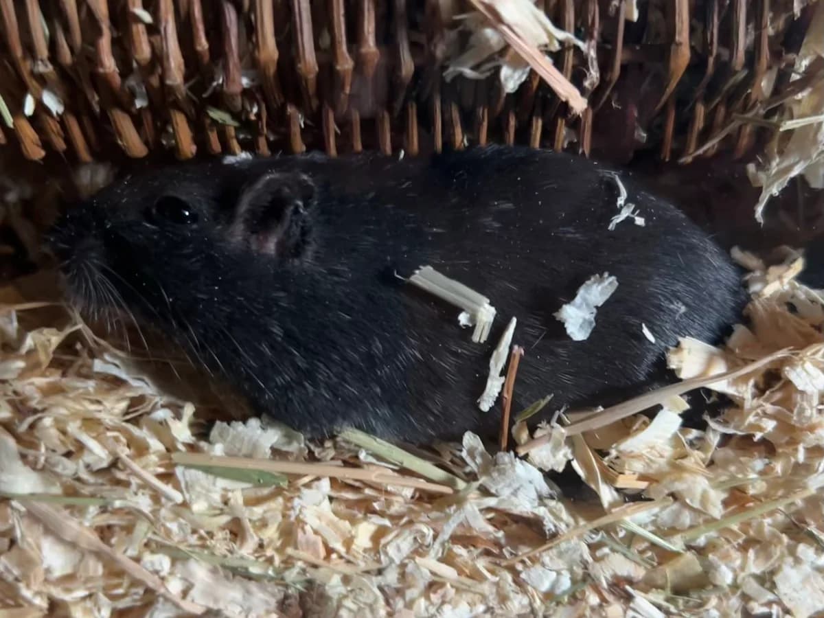 Blue, male young mixed breed for adoption at Tierschutzzentrum Ribbesbüttel