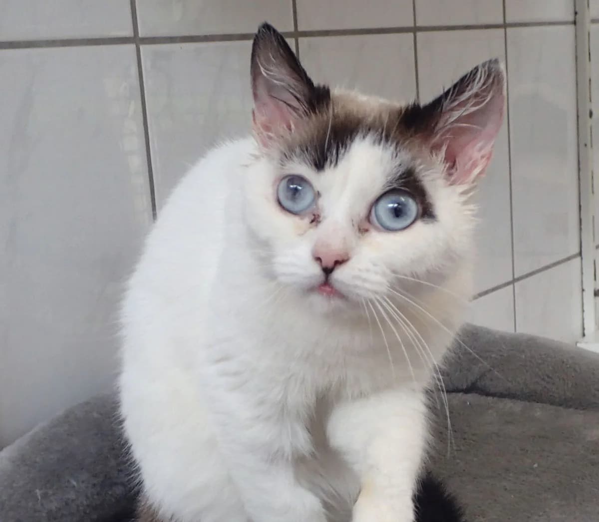 Brezel, ca. 4 Jahre (reserviert), female 4yo European Shorthair for adoption at Tierschutzzentrum Ribbesbüttel