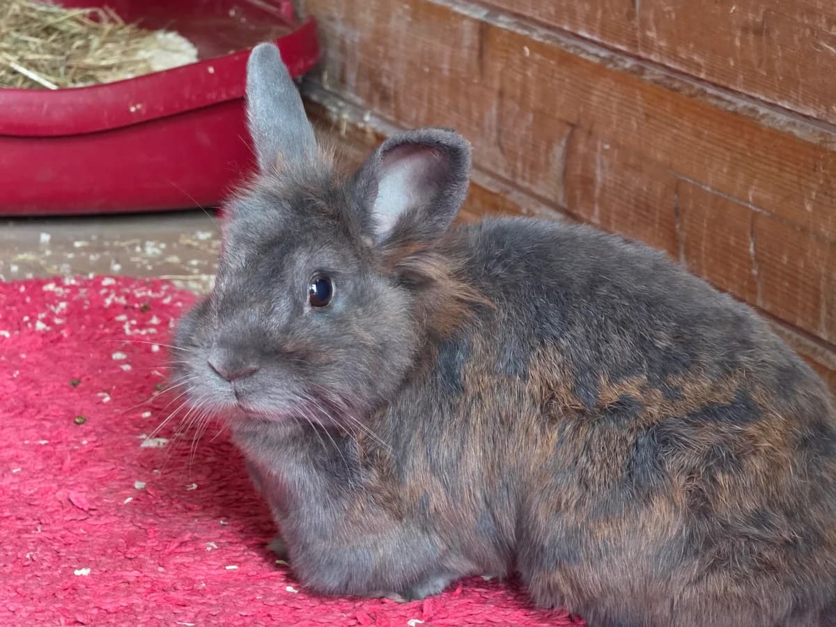 Bubble, male 5yo mixed breed for adoption at Tierschutzzentrum Ribbesbüttel