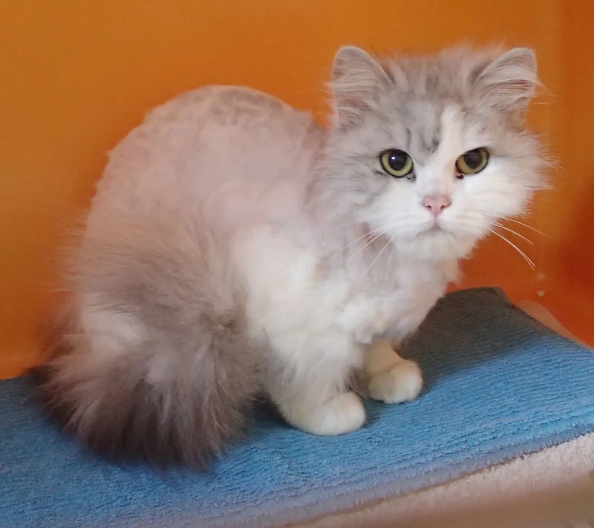 Candace, ca. 4 Jahre (reserviert), female 4yo Persian for adoption at Tierschutzzentrum Ribbesbüttel