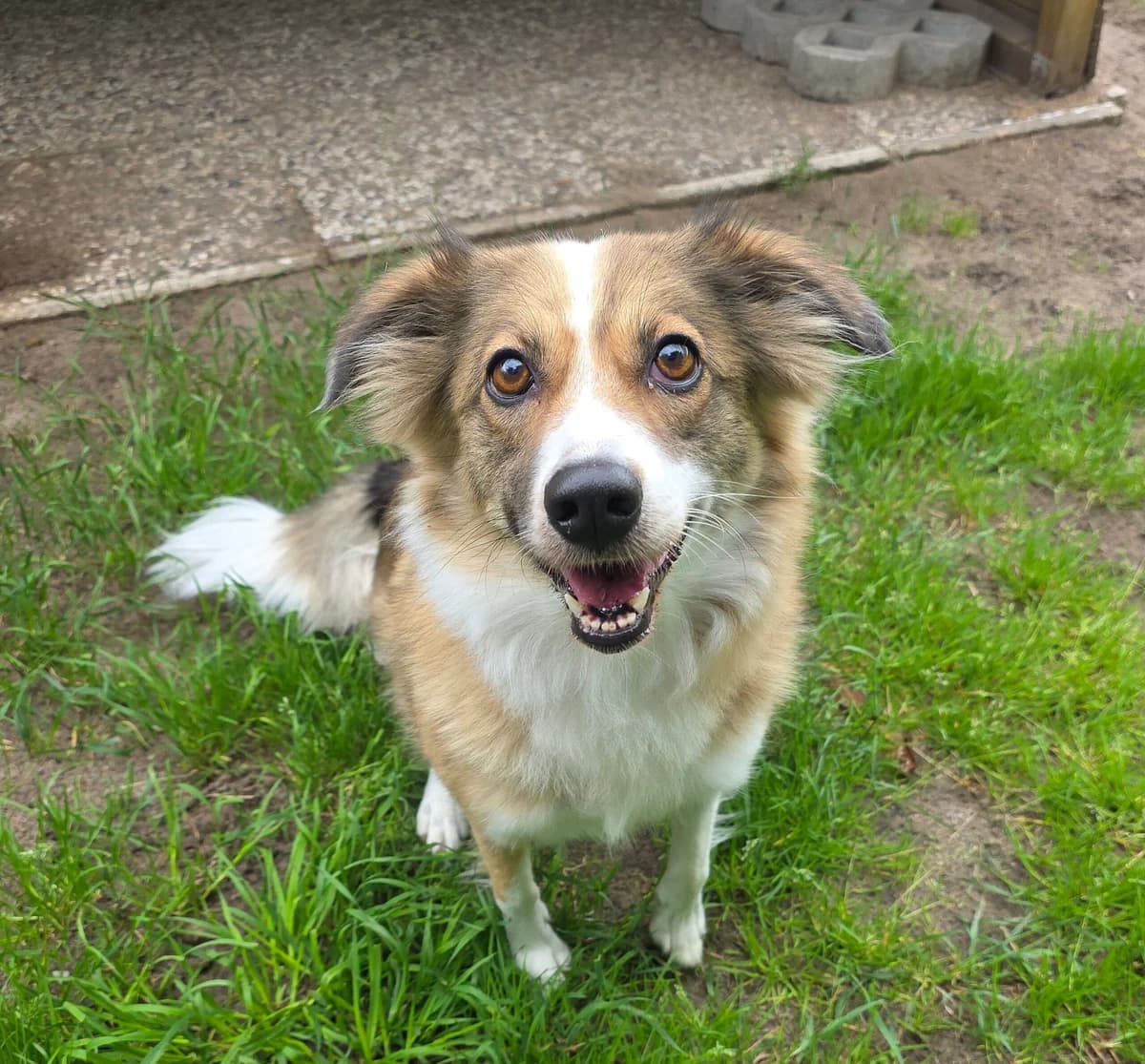 Charly, female 4yo Mixed Breed for adoption at Tierschutzzentrum Ribbesbüttel