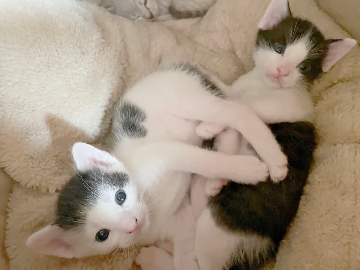 Coletta & Carlo (reserviert), female puppy European Shorthair for adoption at Tierschutzzentrum Ribbesbüttel
